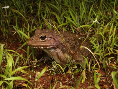 Indian bullfrog