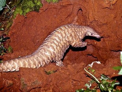 Indian pangolin