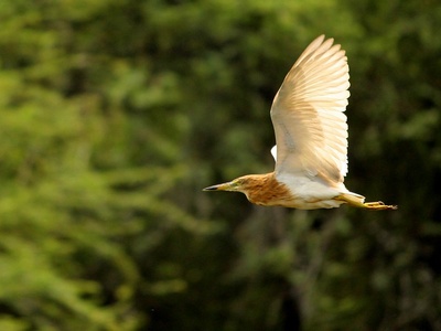 Indian pond heron