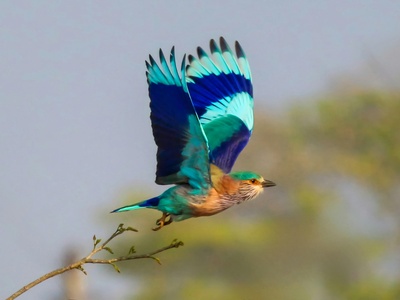 Indian roller