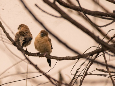 Indian silverbill