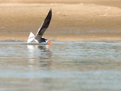 Indian skimmer