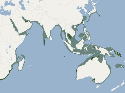 Indo-Pacific bottlenose dolphin