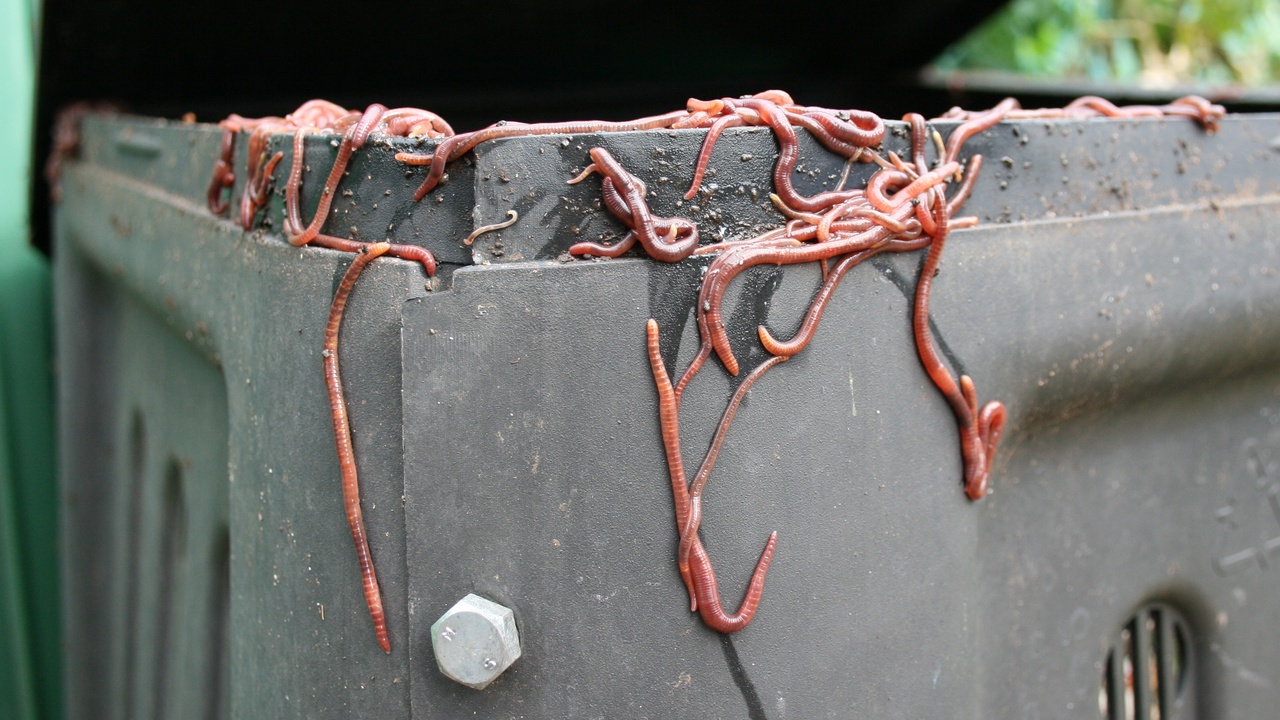 Compact indoor compost setup showing a worm bin and a Bokashi bucket on a kitchen counter