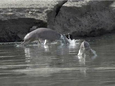 Indus river dolphin