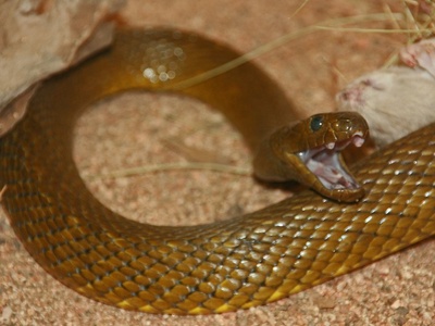 Inland taipan