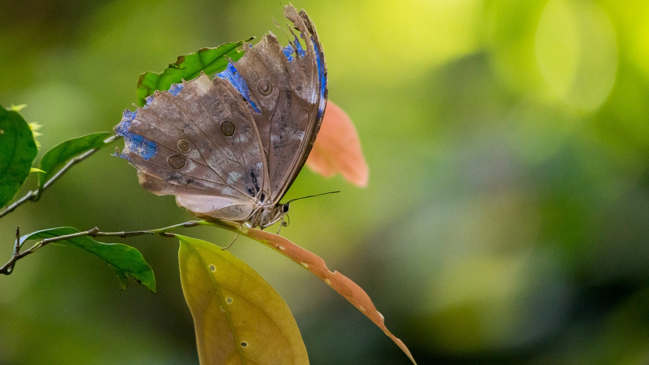 Close-up of a Blue Morpho butterfly showing iridescent blue wings over tropical foliage.