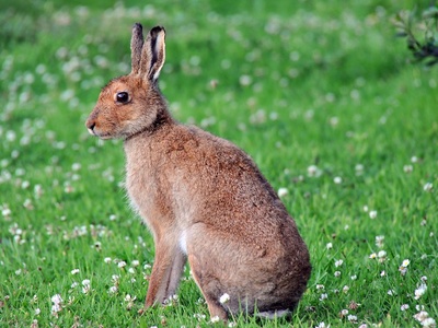 Irish hare
