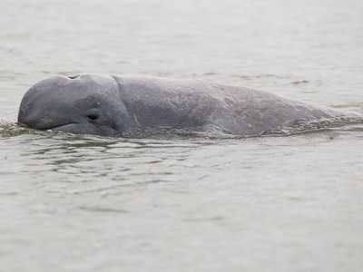 Irrawaddy dolphin