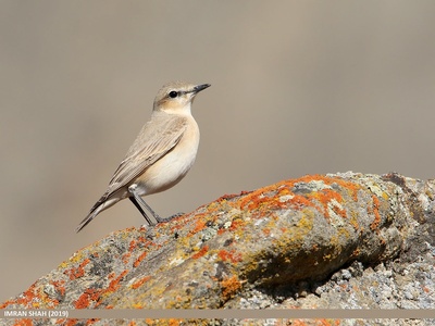 Isabelline wheatear