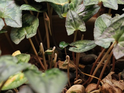 Ivy‑leaved cyclamen