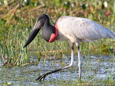 Jabiru stork