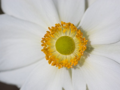 Japanese Anemone 'Honorine Jobert'