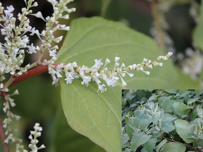 Japanese knotweed