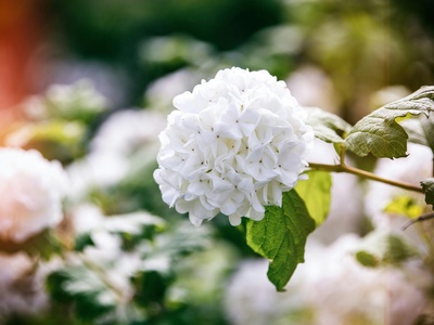 Japanese Snowball Viburnum