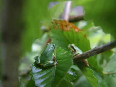 Japanese tree frog