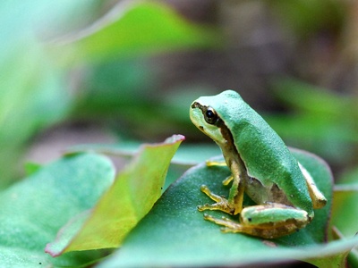 Japanese tree frog