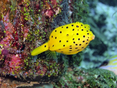 Juvenile Yellow Boxfish
