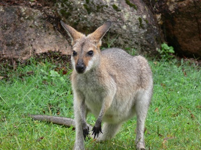 Kangaroo
