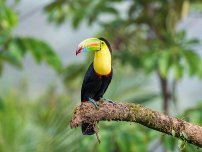 Keel-billed Toucan