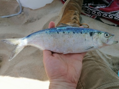 Killarney shad