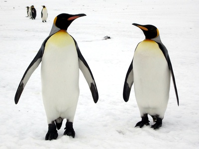 King penguin
