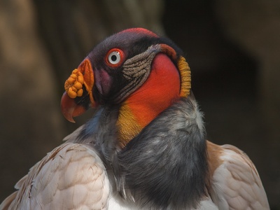King vulture
