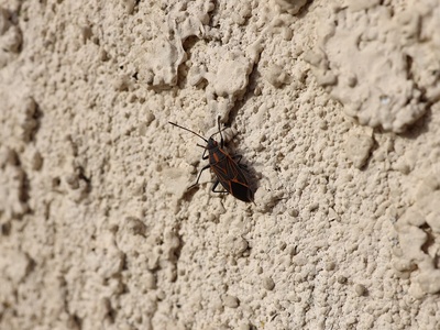 Kissing bug