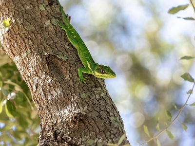 Knight anole