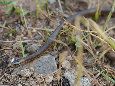 Korean keelback