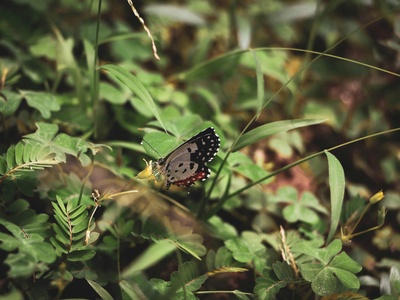 Korean swallowtail