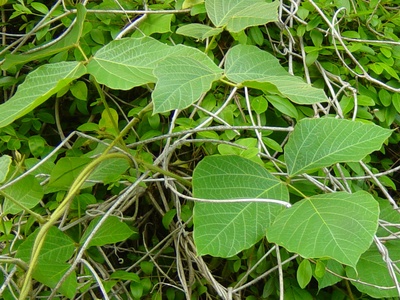 Kudzu