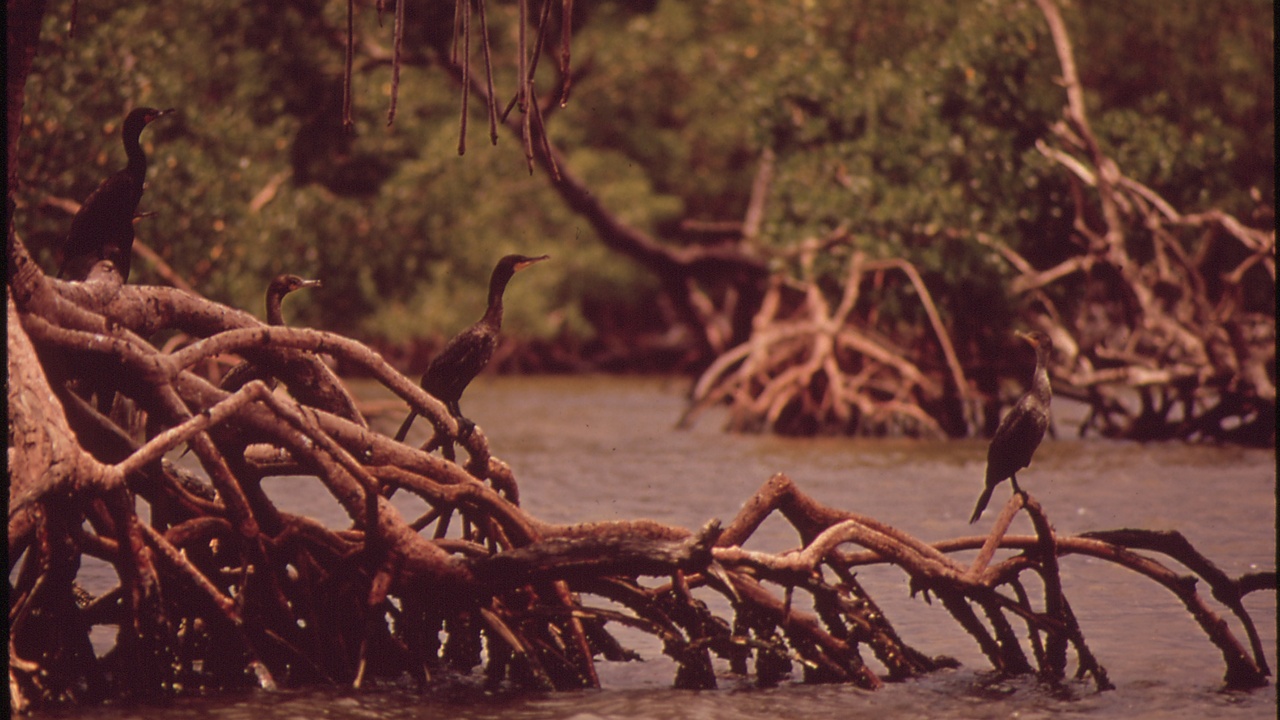 Workers planting mangroves along a restored shoreline