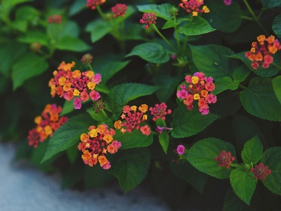 Lantana