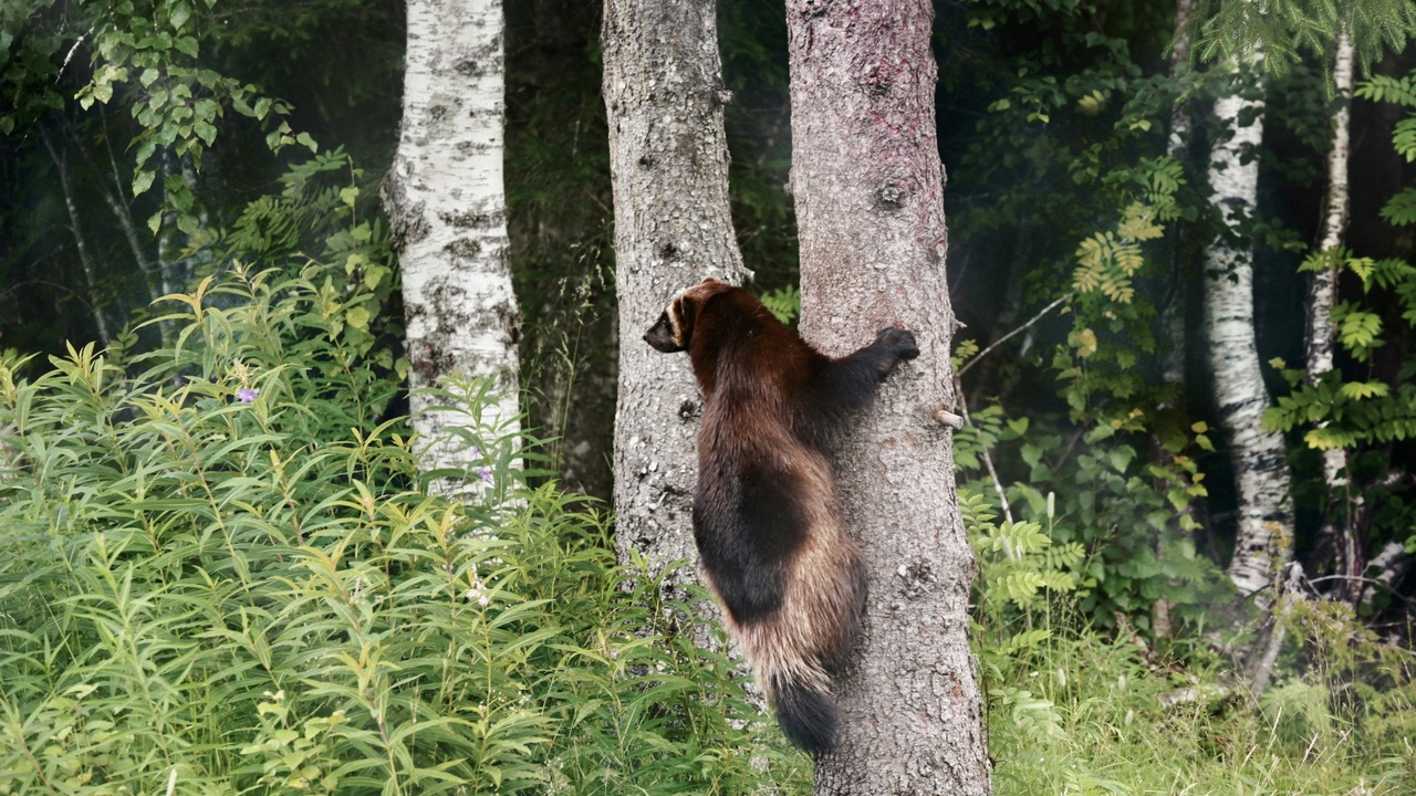 Brown bear in Estonian forest