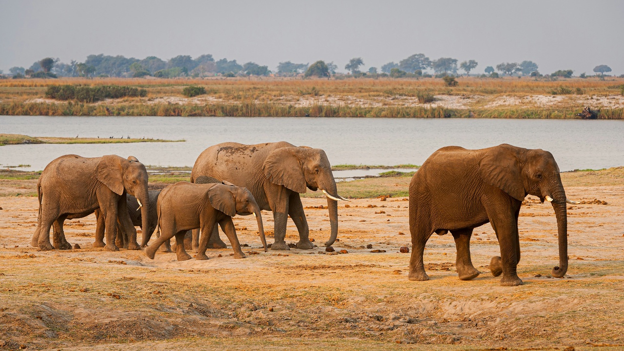 Herd of zebras grazing on Okavango floodplain at dusk