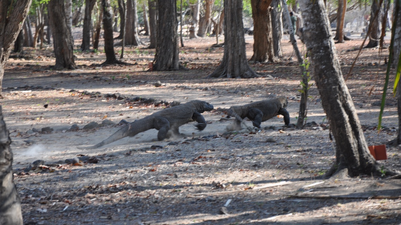 Komodo dragon on rocky terrain at Komodo National Park