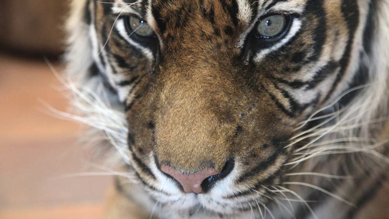 Malayan tiger, Bornean orangutan and Asian elephant representing Malaysia's large mammal icons