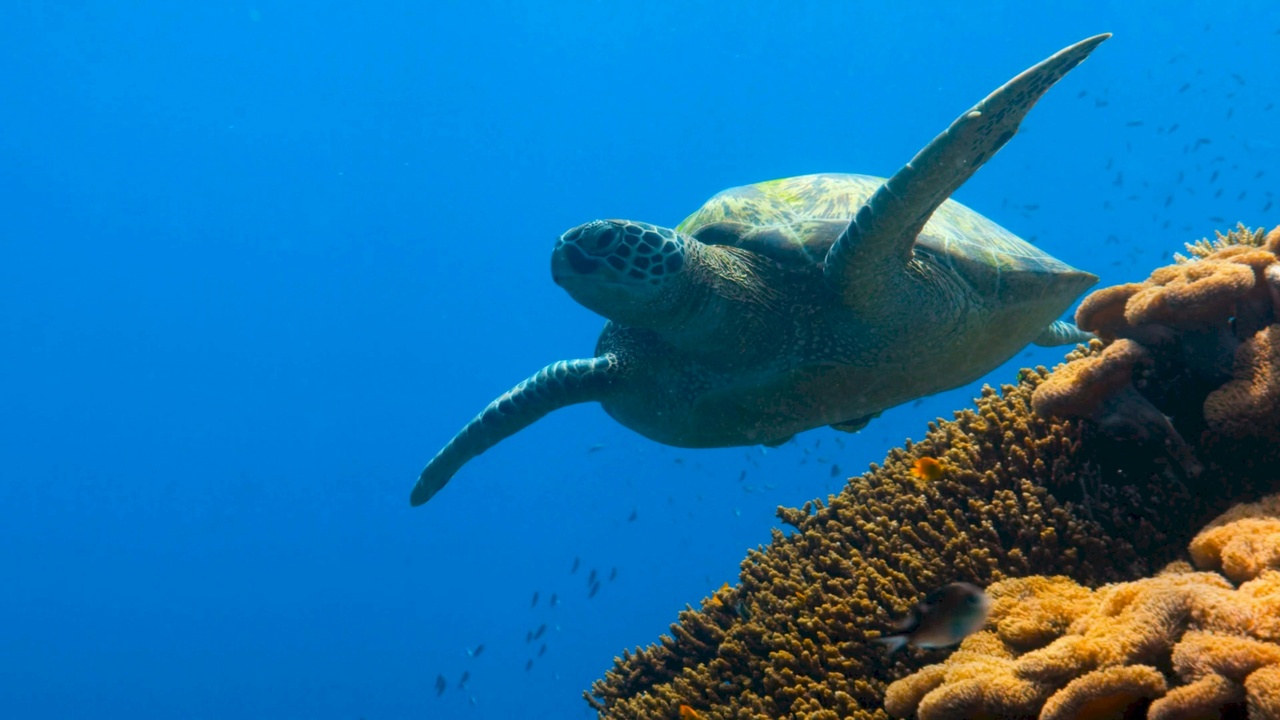 Leatherback sea turtle surfacing with head out of the water