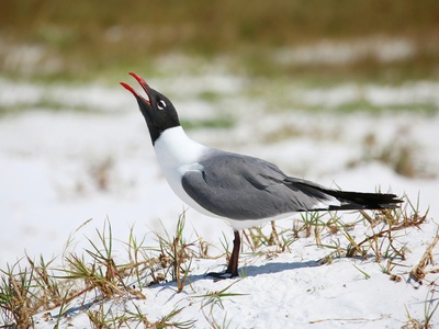 Laughing gull