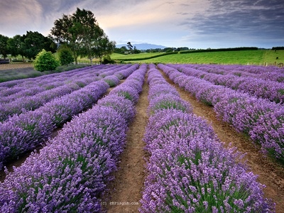 Lavender