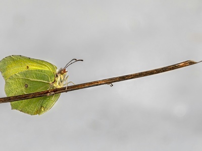 Leaf-footed bug (sap feeder)
