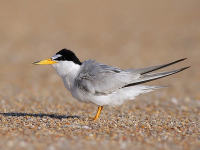 Least tern