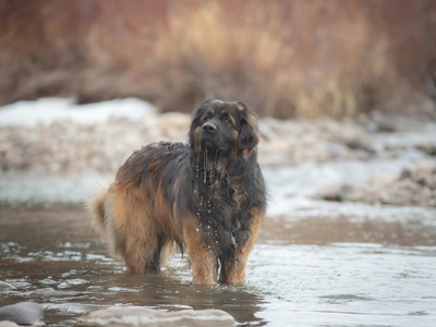 Leonberger