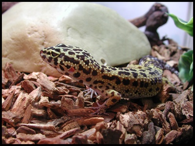 Leopard gecko