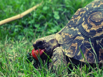 Leopard tortoise
