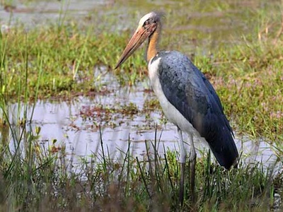 Lesser adjutant