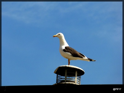 Lesser Black-backed Gull
