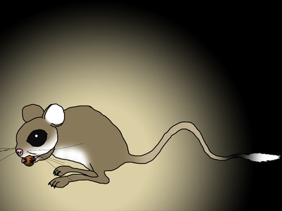 Lesser Egyptian jerboa