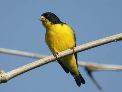 Lesser Goldfinch